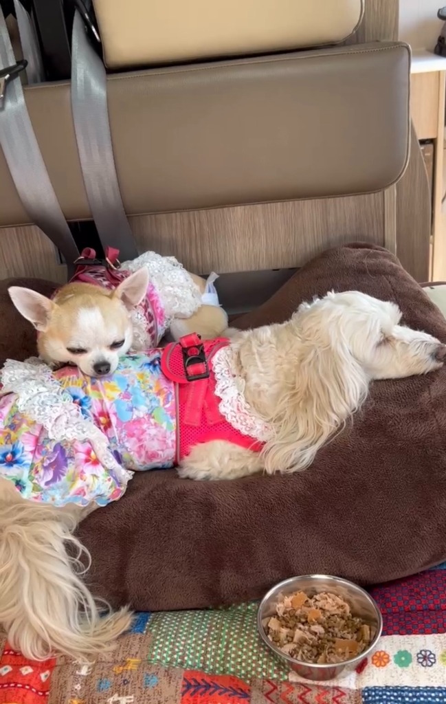 ケージフリーなキャンピングカー！